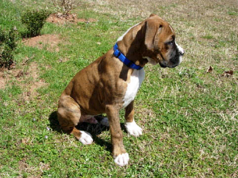 Sitting Gus