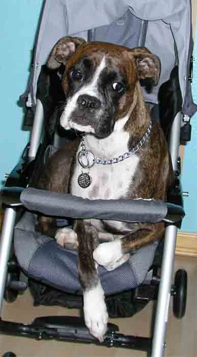 Sitting in the stroller