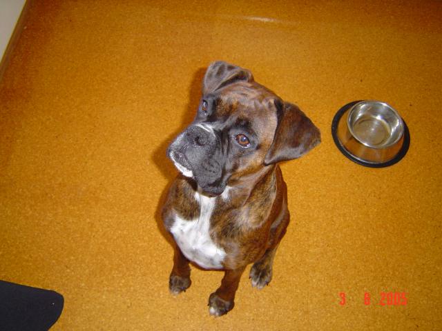 Sitting nicely for a treat