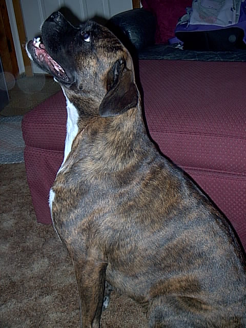 Sitting nicely