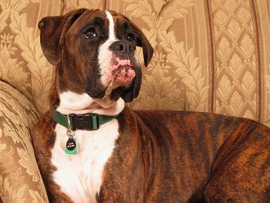 Sitting Pretty (or handsome!)