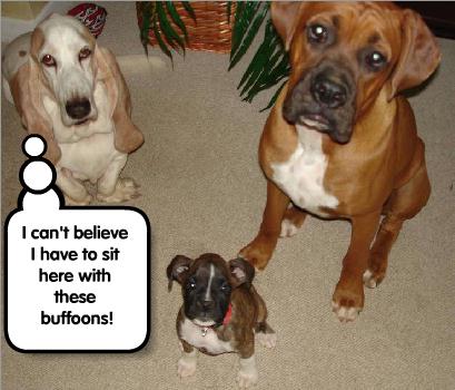 Sitting with buffoons (that's how Roscoe sees it)