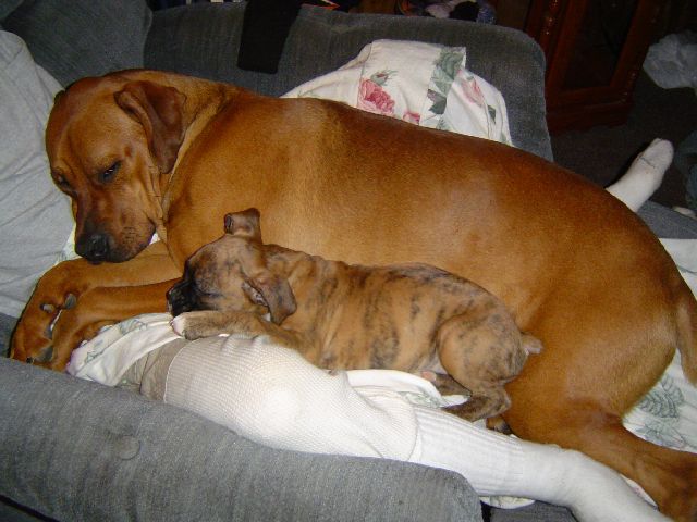 Size comparision