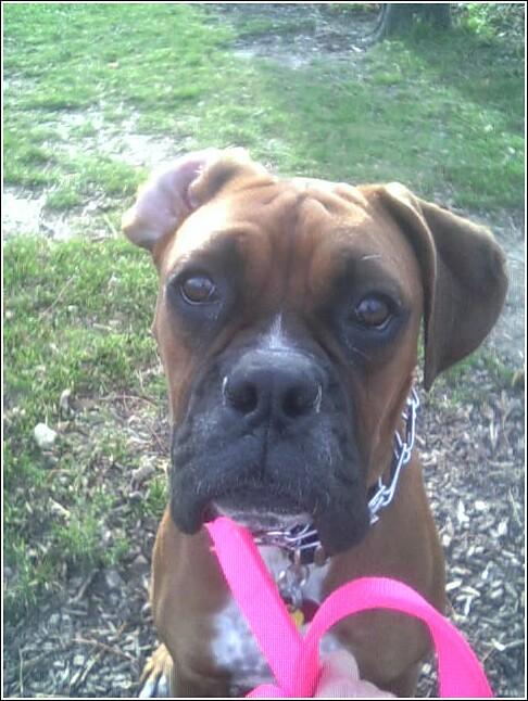 Skeets day at the park