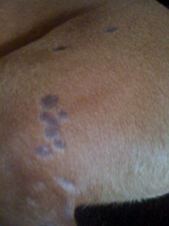 Skin Issues - Back Left Leg Again