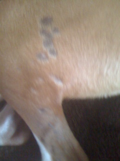 Skin Issues - Back Left Leg