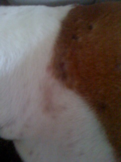 Skin Issues - Left Side of neck