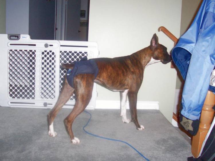 skinny dog