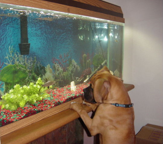 Sky Meets the Fish