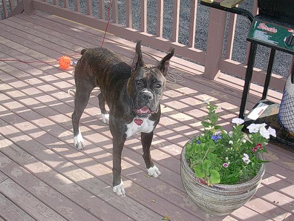 Skye on Deck