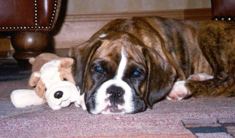 Skye & squodge