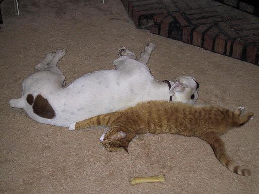 Sleep Buddies