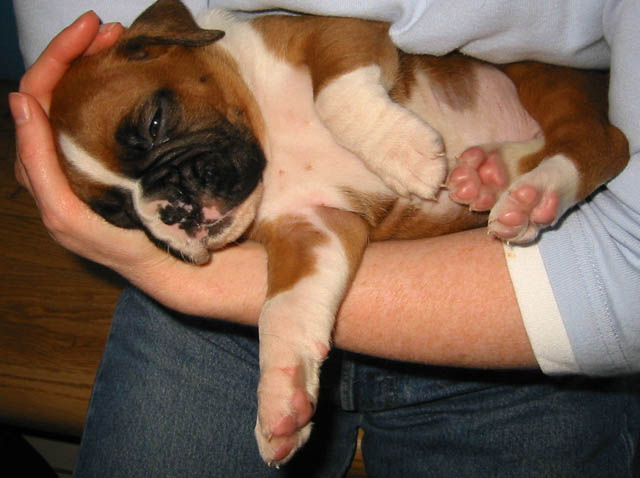 Sleep Pup
