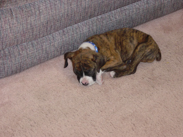 sleep