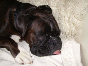 sleep