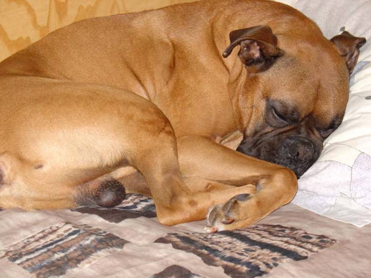 Sleepin on my bed :)