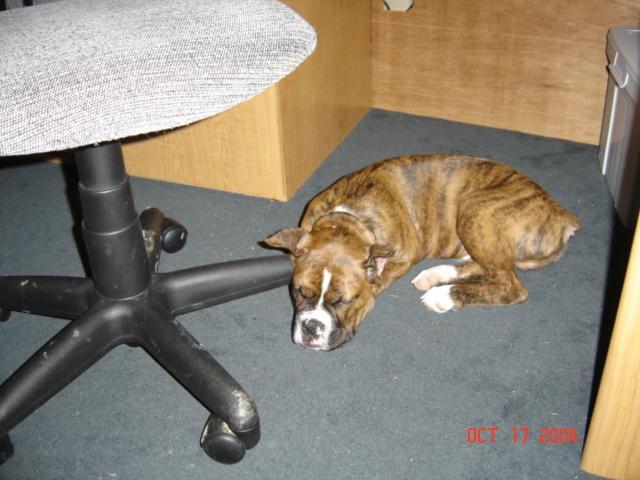 Sleepin under mom's desk and her feet