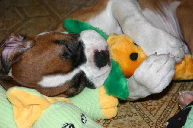 sleepin' with her carrot