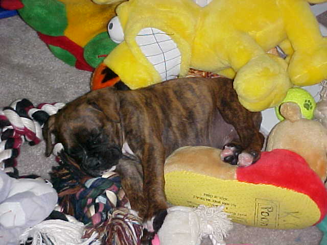 Sleepin' with the Toys