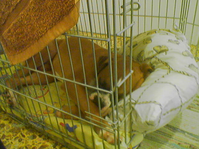 sleeping angel