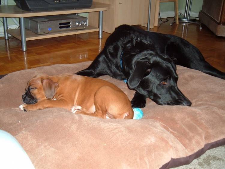 sleeping babes