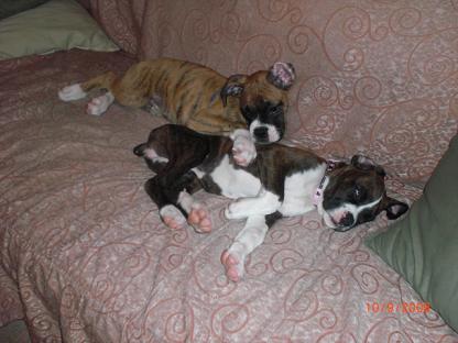 Sleeping Babies