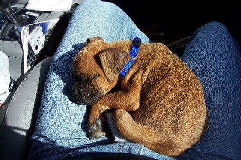 Sleeping Baby Rocky