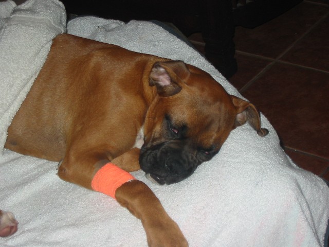 Sleeping Bea
