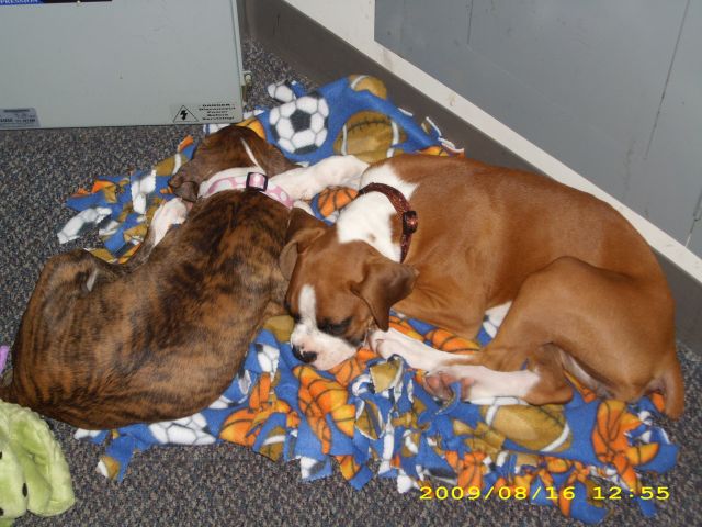 sleeping beauties