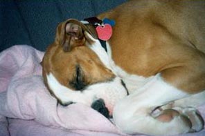 Sleeping Beauty...can't get under the blanket!