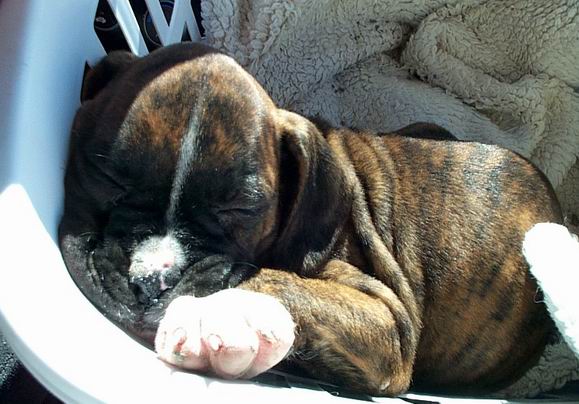 Sleeping beauty on the way home
