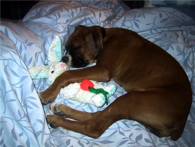 sleeping beauty