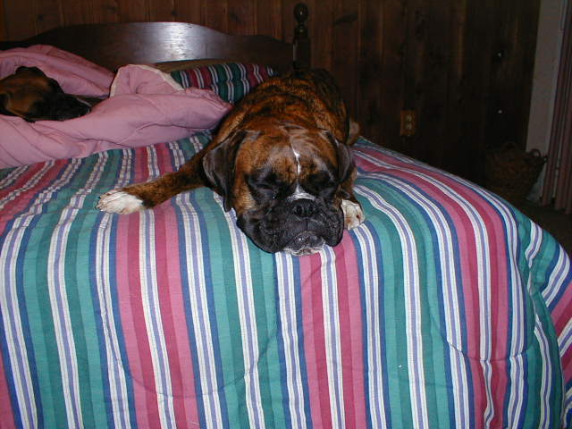 Sleeping Beauty