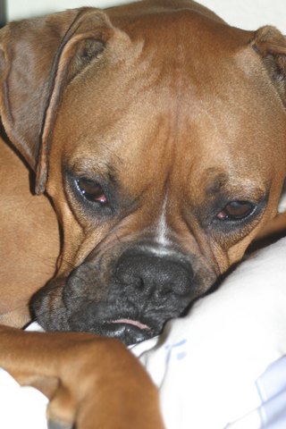 Sleeping beauty