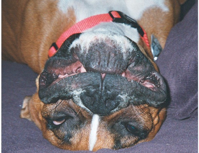 Sleeping Beauty