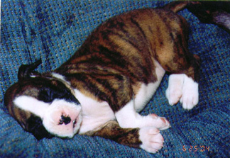 Sleeping Beauty