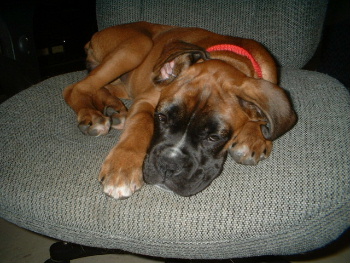 Sleeping beauty