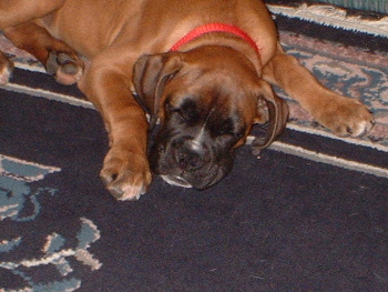 sleeping beauty