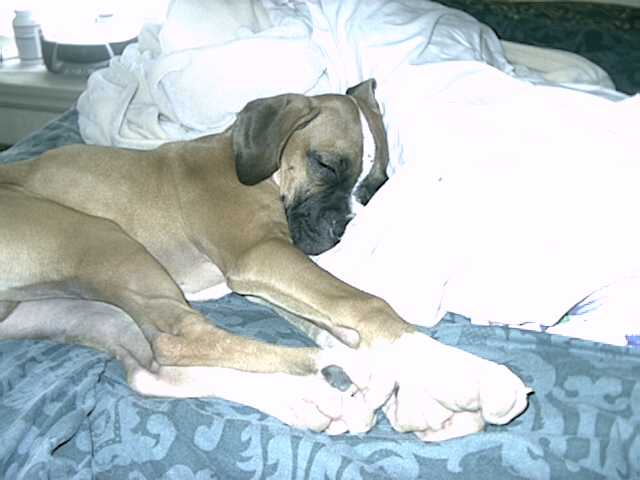 Sleeping Beauty