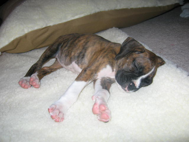 Sleeping Beauty
