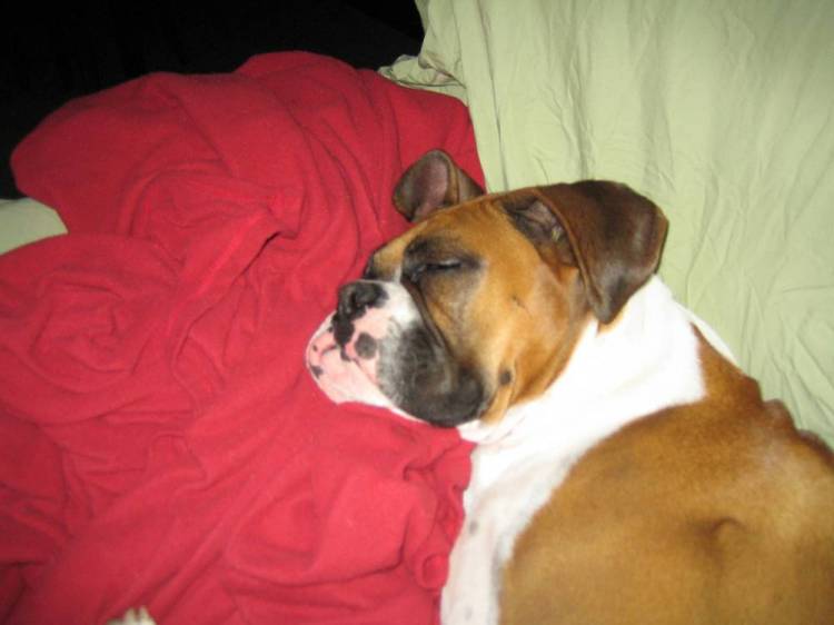 Sleeping Beauty