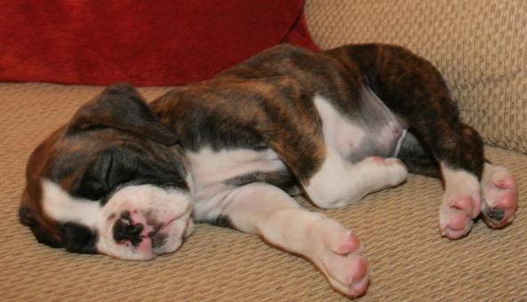 sleeping beauty