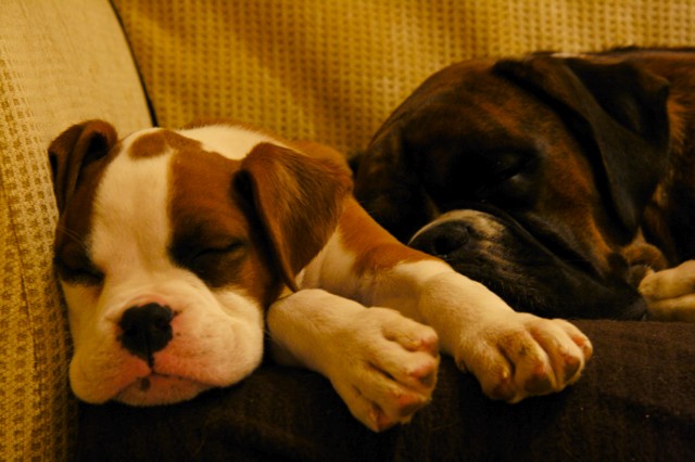 sleeping Beauty
