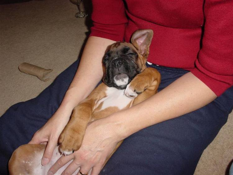 Sleeping Bella