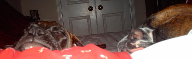 Sleeping boxers