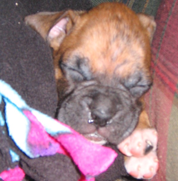 Sleeping Bru