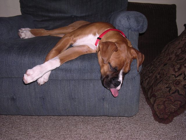 Sleeping Brutus