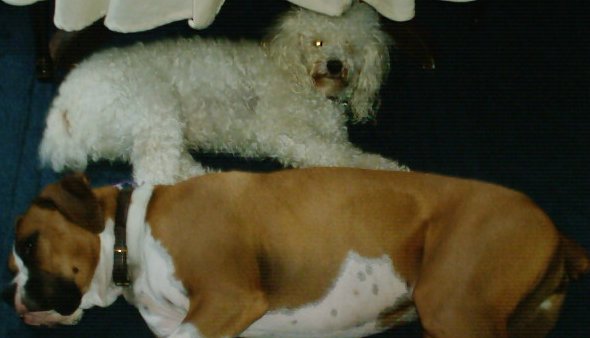 sleeping buddies
