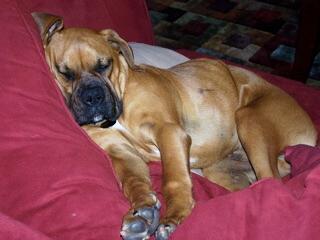 Sleeping Cooter