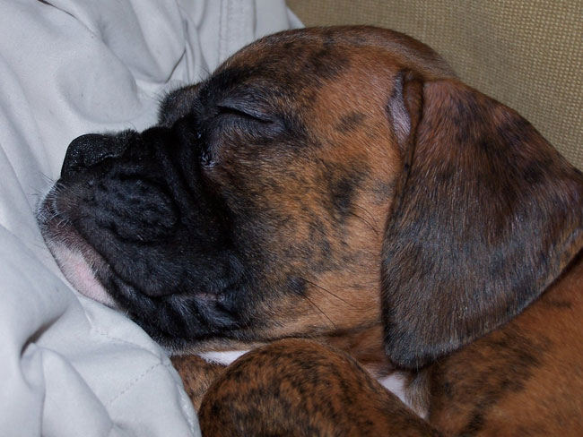 Sleeping cutie face